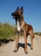 purebred belgian shepherd malinois