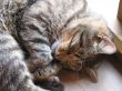 nice sleeping kitty