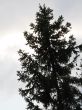 dark pine tree