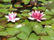 two flowering waterlilies