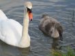 swan and duck