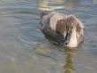 gray cygnet