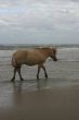 Seahorse