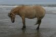 Standing in the sea