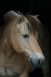 Horse on black