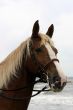Horse portrait