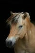 Fjord horse on black