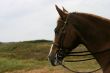 Horse head