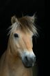 Beautiful horse on black