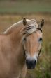 Norwegian horse
