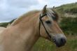 Fjord pony
