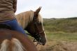 Horse looking back