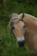 Eating horse