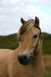 Norwegian horse portait