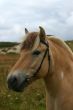 Friendly fjord horse