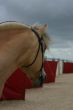Horse with strand booths