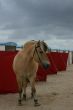Horse with strand booths