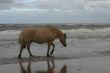 Horse sea-walking