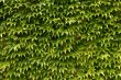 Green leaves
