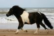 Trot on the beach