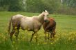 Curious pony