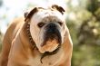 Tough bulldog