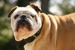Brittish buldog