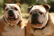 Two bulldogs