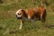 Bulldog in the grass