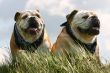 Two bulldogs