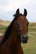 Bay arabian portrait