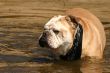 Bulldog in the water