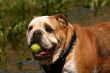My ball!