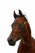 Bay stallion, isolated