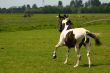 Gallop in the meadow