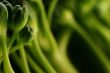 Macro vegetables