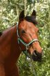 Attentive bay horse