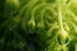 flowery cabbage