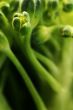 broccoli flowers