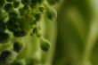broccoli up close