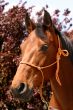 Arabian horse portrait