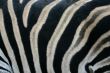 Zebra stripe pattern