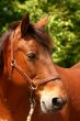 Friendly horse
