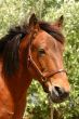Friendly horse
