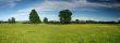 Summer field panorama