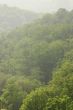 Mist in the hills