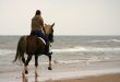 Trotting on the beach