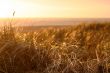 Dunes at sunset