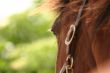 Brown horse eye