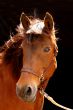 Brown horse